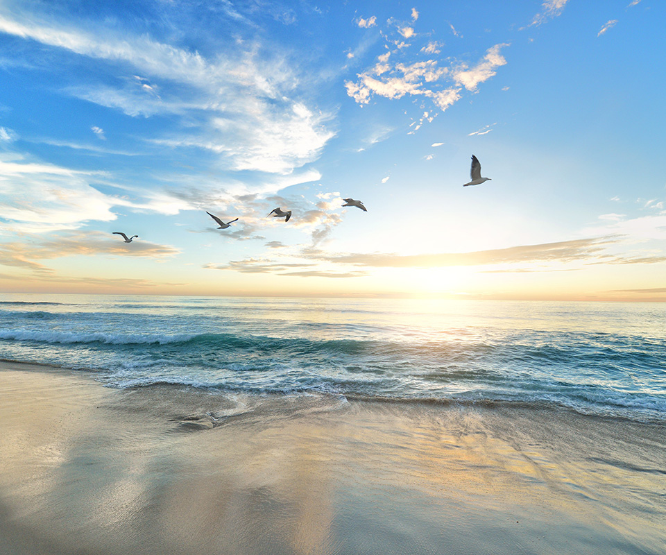 sunny ocean sunrise with seagulls flying