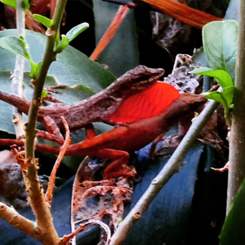 Lizards in Colombia